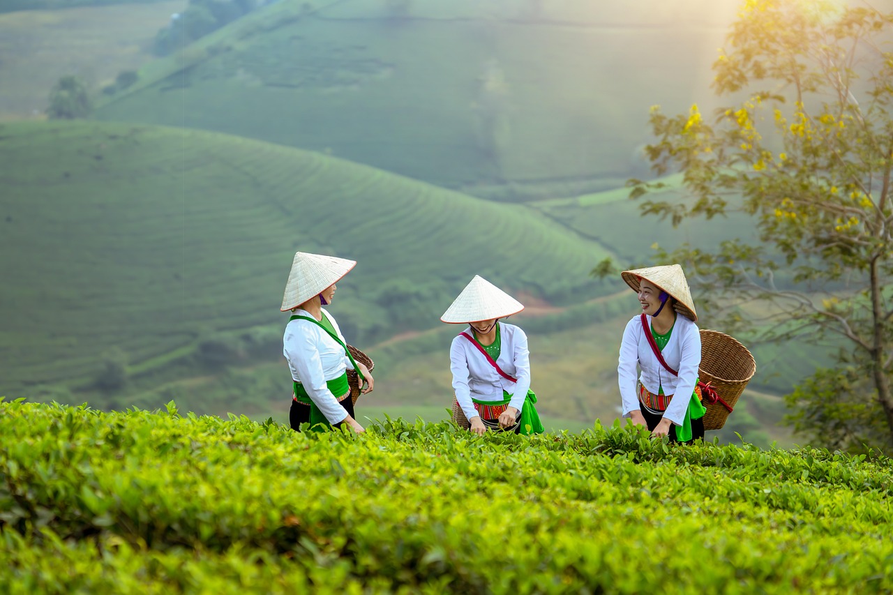 women, farmer, field, agriculture, model, landscape, portrait, coffee, nature, vietnam, forest
